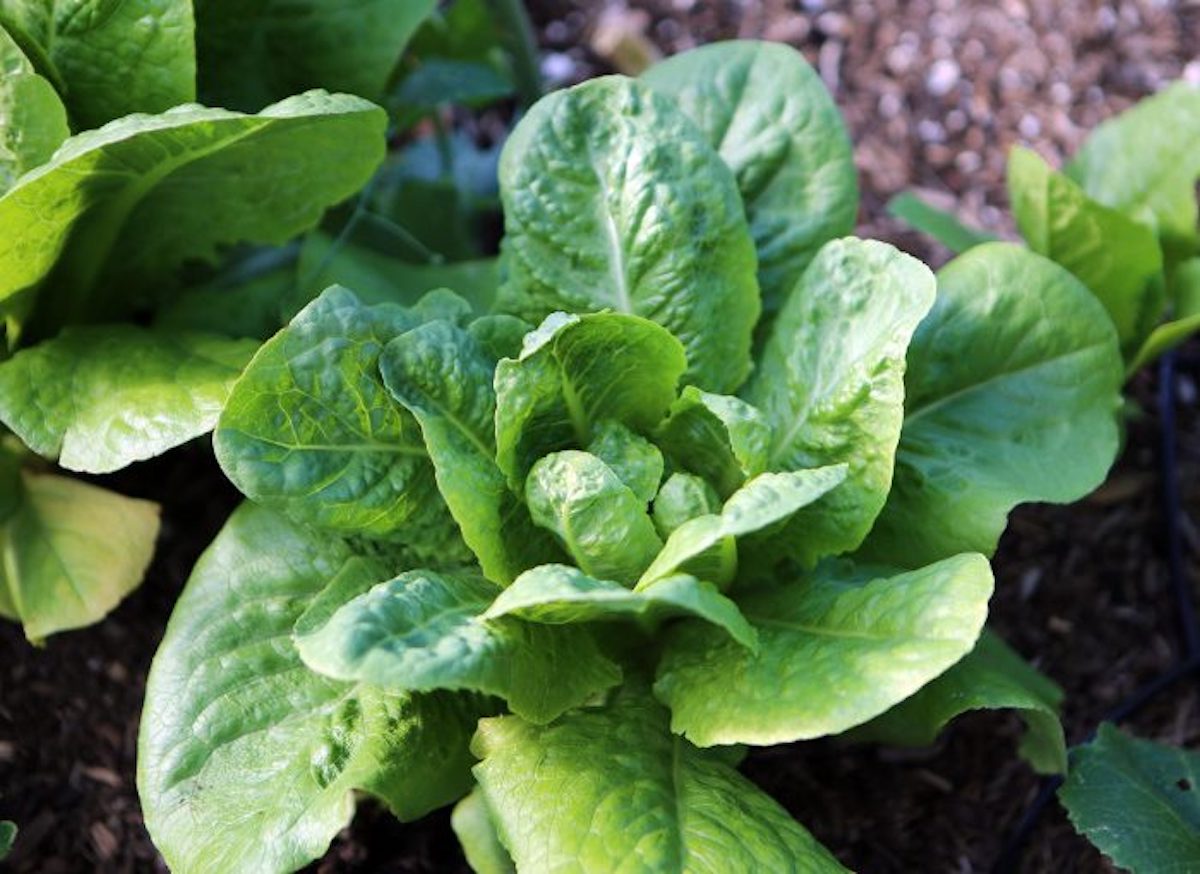 Planting for Seasons and Garden Zones